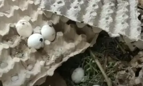 பள்ளி மாணவர்களுக்கான சத்துணவில் அழுகிய முட்டை! புழு பிடித்த உணவை சாப்பிடச்சொல்லி வற்புறுத்துவதா?