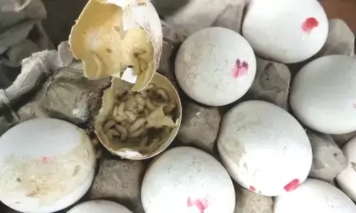 விடியல் ஆட்சியின் கொடுரம் ! பிஞ்சு குழந்தைகளுக்கு அழுகிய முட்டையை கொடுக்கும் அவலம் !