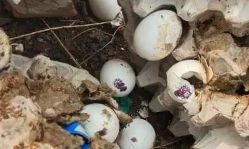 அழுகிப்போன சத்துணவு முட்டை !  திருப்பூரில் அமைப்பாளர் சஸ்பெண்டு !