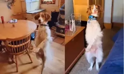 விபத்தில் கால்களை இழந்த நாய் !  மனிதர்களைப் போல் நடக்கும் தன்னம்பிக்கை வீடியோ !