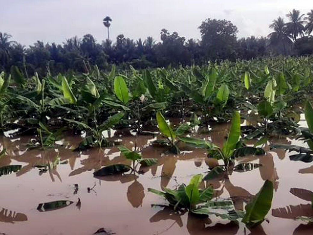 தி.மு.க அரசின் அலட்சியம்: நடவு செய்த பயிர்கள் வெள்ளத்தால் மூழ்கியது! கண்ணீர் விடும் டெல்டா விவசாயிகள்!