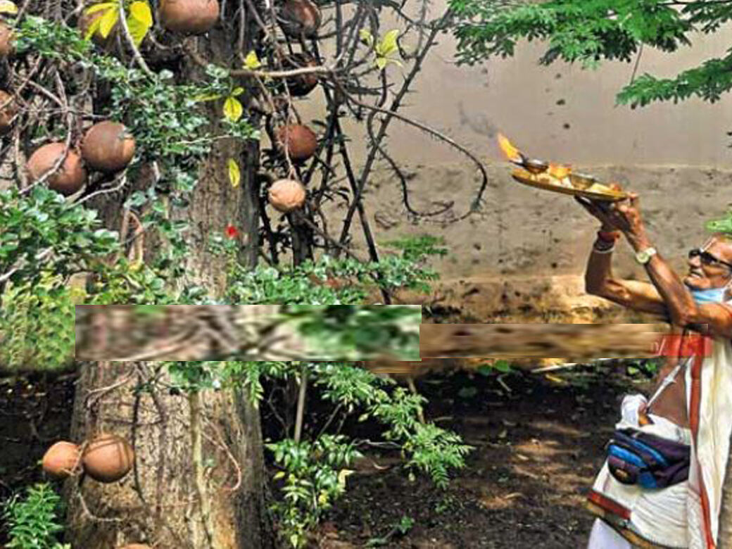 தேனி: கோயிலில் மரங்களுக்கு 37வது பிறந்தநாளை கொண்டாடிய அர்ச்சகர்!