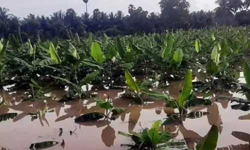 தி.மு.க அரசின் அலட்சியம்: நடவு செய்த பயிர்கள் வெள்ளத்தால் மூழ்கியது! கண்ணீர் விடும் டெல்டா விவசாயிகள்!