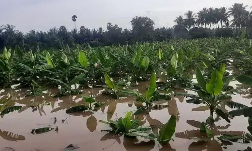 தூர்வாரும் பணிகள் சரியாக செய்யாமல்  தூங்கிய அதிகாரிகள் : டெல்டாவில் வெள்ளத்தில் மூழ்கிய பயிர்கள் !