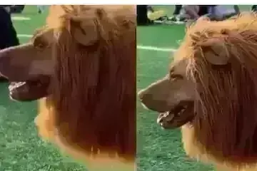 சிங்கம் மாதிரி வீதிகளில் வலம்வரும் நாய்: வைரலாகும் வீடியோ !