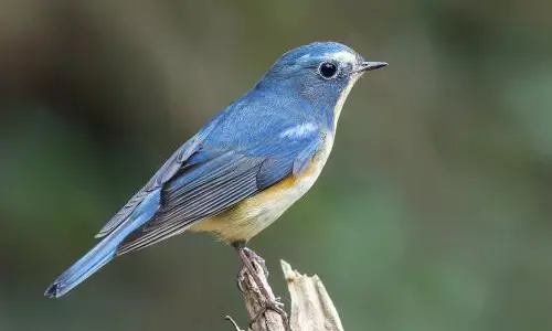 10 நாட்களில் கண்டம் விட்டு கண்டம் தாண்டிய பறவை: எடை வெறும் 400 கிராம் !