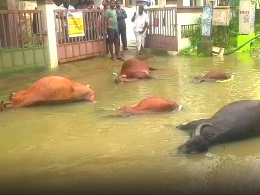 தி.மு.க. அரசின் அவலம்: சென்னையில் மின்சாரம் பாய்ந்து 5 பசுமாடுகள் உயிரிழப்பு!