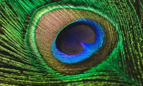 மயிலறகை வீட்டில் வைப்பதால் இந்த ஆச்சர்யங்கள் எல்லாம் நடக்கும் !