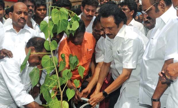 முதலமைச்சர் ஸ்டாலின் ராசிக்கு ஏற்ற மரக்கன்றை நட்ட அமைச்சர் சாமிநாதன்!