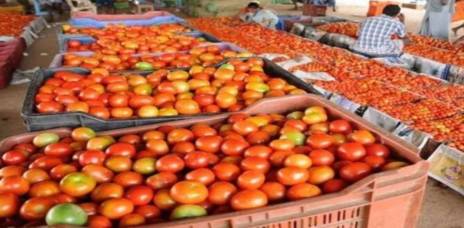 தக்காளி தட்டுப்பாடு ! கோயம்பேடு சந்தையில் லாரிகளை அனுமதிக்க முடியுமா? நீதிமன்றம் கேள்வி !