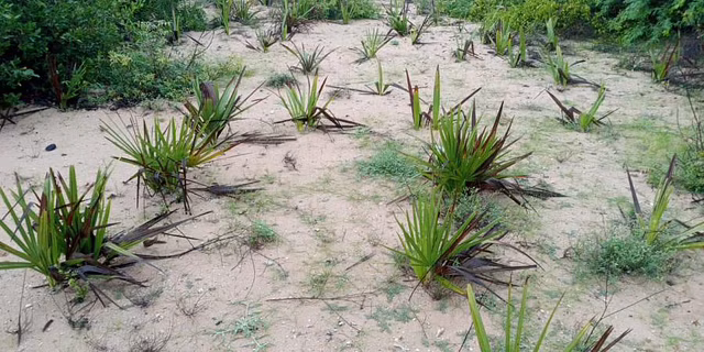 மன்னார் வளைகுடாவை காப்பாற்ற பனை மர வளர்ப்பு இயக்கம் - தமிழகத்தை பாராட்டித்தள்ளிய பிரதமர்!