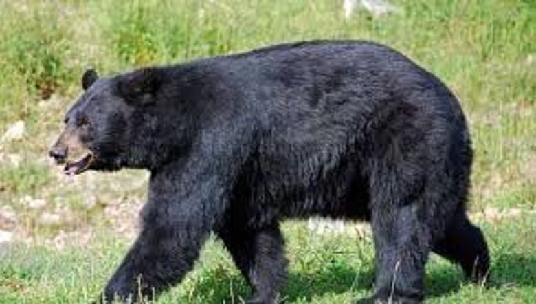 தோட்டத்தில் வேலை செய்த விவசாயிகளை தாக்கிய கரடி!