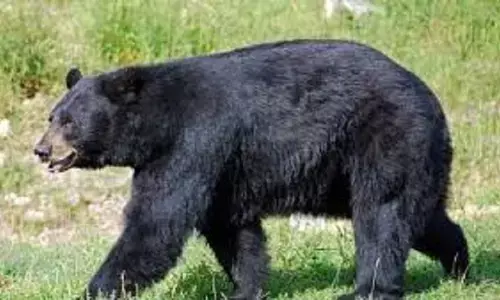 தோட்டத்தில் வேலை செய்த விவசாயிகளை தாக்கிய கரடி!