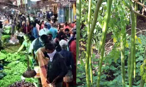 வின்னை முட்டும் முருங்கை விலை! கிலோ ரூ.300க்கு விற்பனையால் பொதுமக்கள் அவதி!