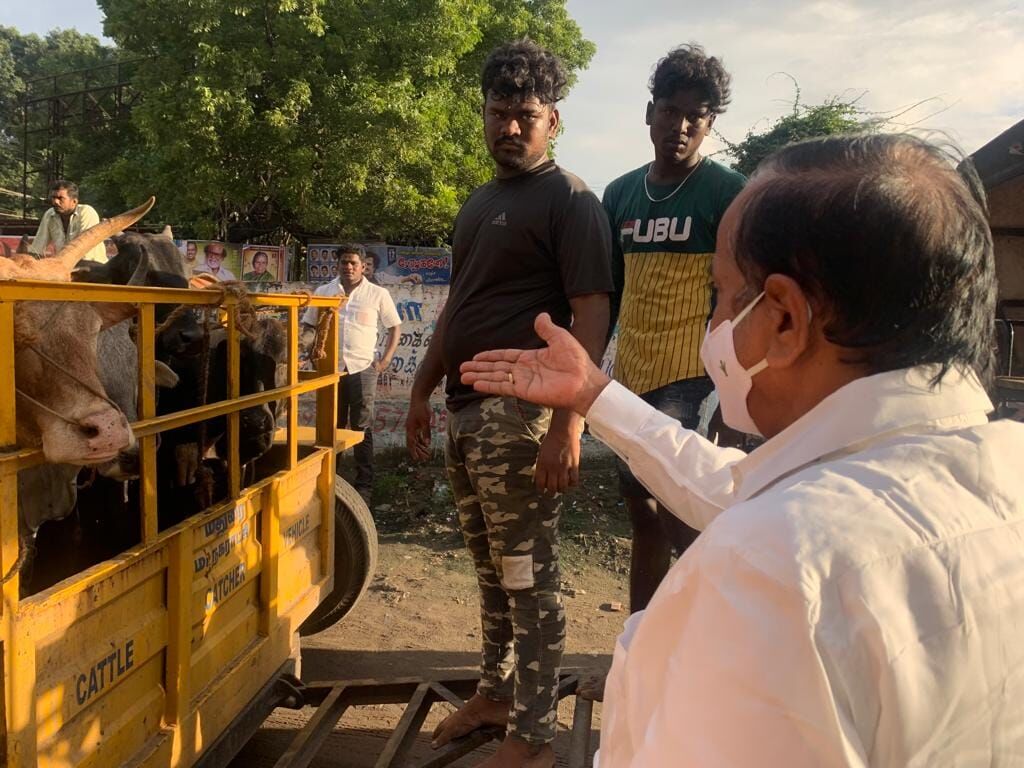 வீதியில் நடமாடும் பசுக்களை இறைச்சிக்கு அனுப்புகிறதா மதுரை மாநகராட்சி? கையும் களவுமாக பிடித்த ஹெச்.ராஜா!
