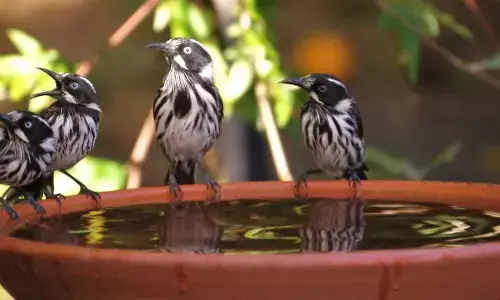 பறவைகளுக்கு நீர் வைப்பதால் இத்தனை ஆச்சர்ய நன்மைகளா? வியப்பான தகவல்