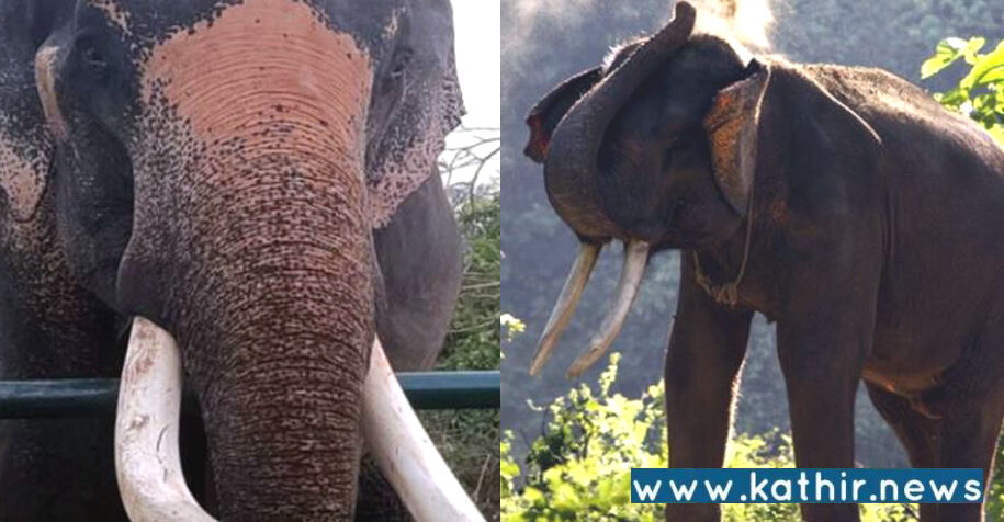 பார்வை இழந்த சேரனுக்கு மீண்டும் பார்வை: மகிழ்ச்சியில் மருத்துவர்கள், வன ஊழியர்கள்!