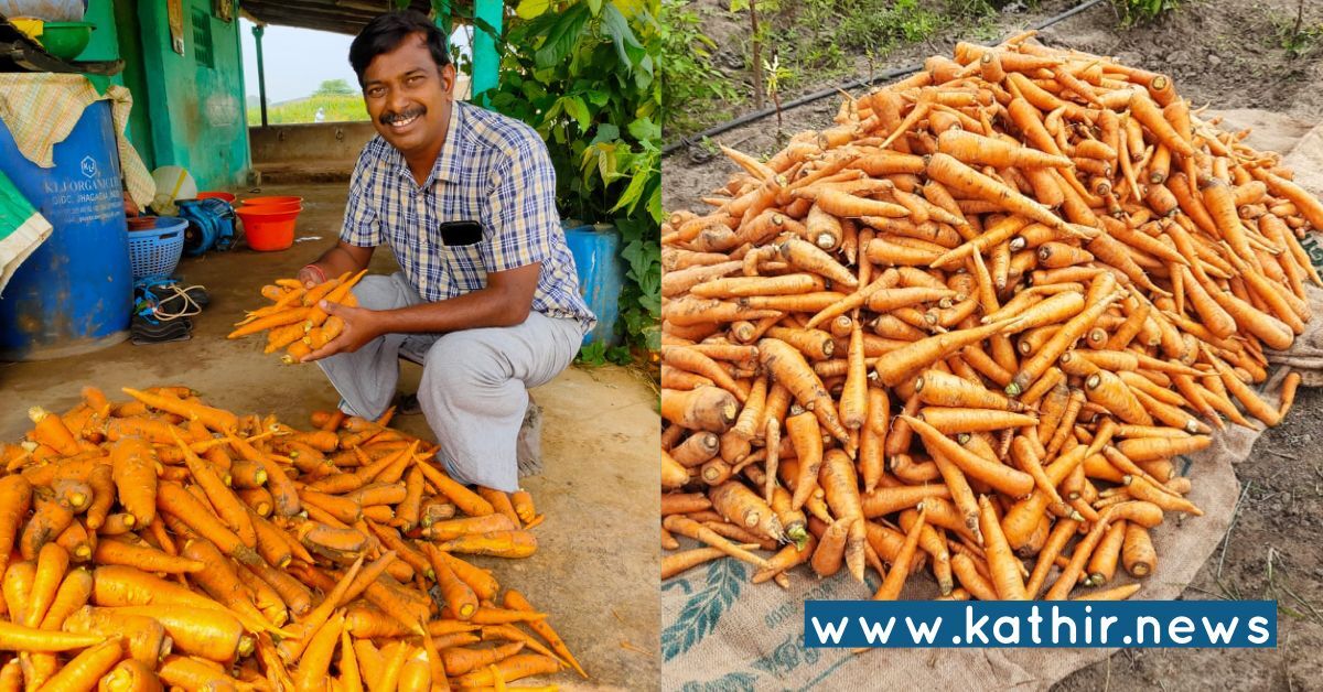 கோவையில் முதல் முறையாக இயற்கை முறையில் கேரட் சாகுபடி - ஆச்சரியமூட்டிய  ஈஷா  விவசாய  இயக்கம்!