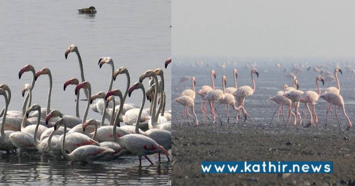 தமிழ்நாடு வனவிலங்கு சரணாலயத்தில் பறவைகள் கூட்டம்: வைரலாகும் வீடியோ!