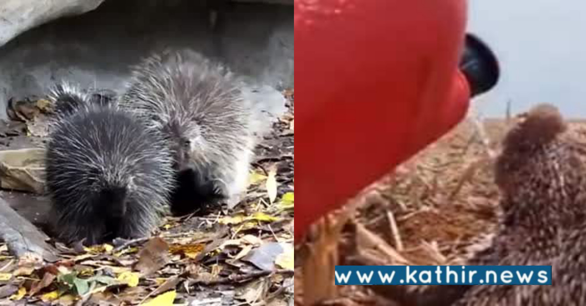 உயிர்வாழ இது மிகவும் இன்றியமையாதது: வீடியோ மூலம் கருத்து கூறிய வனத்துறை  அதிகாரி!