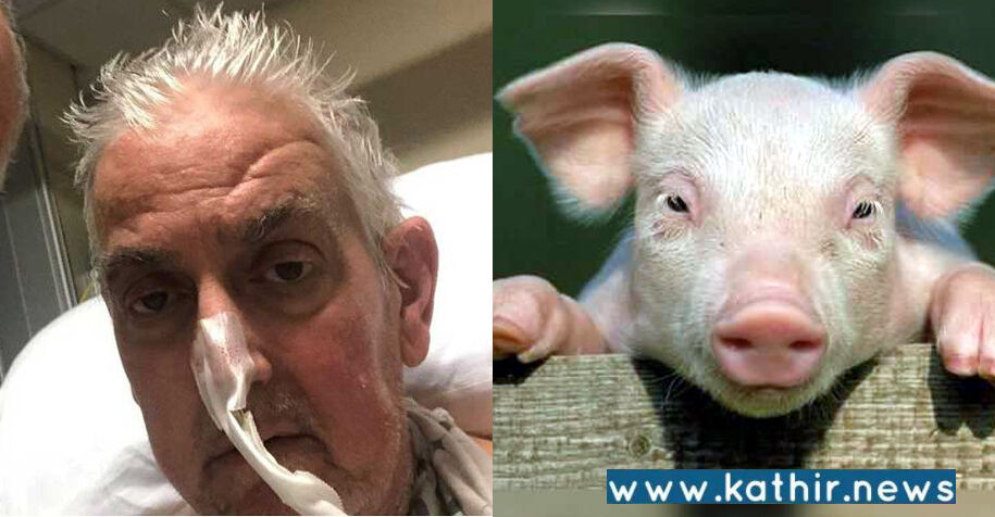 மருத்துவ வரலாற்றில் அடுத்த மைல்கல்: மனிதனுக்கு பொருத்தப்பட்ட பன்றி இதயம்!