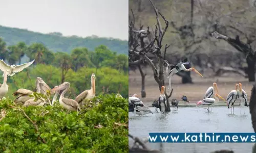 இணையத்தில் வைரலாகும் தமிழக சரணாலயத்தின் அற்புத வீடியோ!