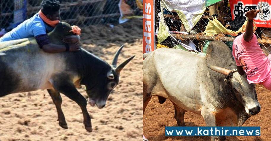 உலகப் புகழ்பெற்ற பாலமேடு ஜல்லிக்கட்டு போட்டி துவங்கியது!