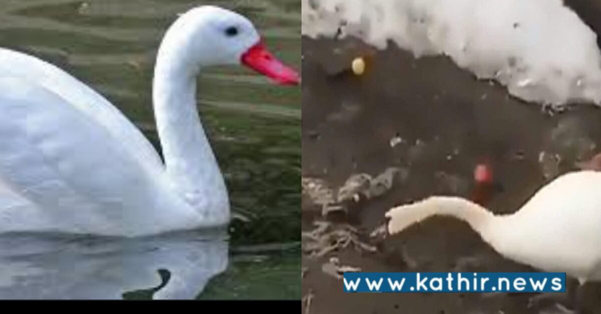 ஆற்றில் குவியும் பிளாஸ்டிக் பொருட்கள்: சுத்தம் செய்யும் அன்னப்பறவை!