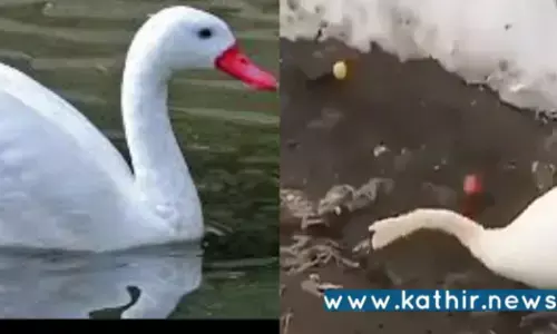 ஆற்றில் குவியும் பிளாஸ்டிக் பொருட்கள்: சுத்தம் செய்யும் அன்னப்பறவை!