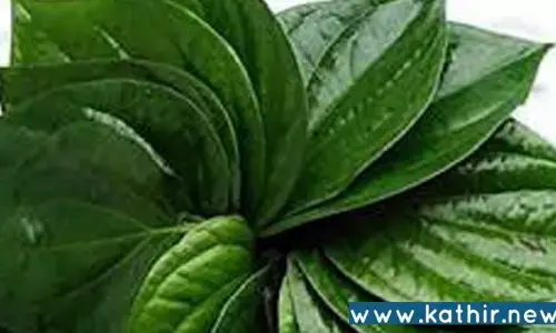 தக்‌ஷணையை வெற்றிலையில் கொடுப்பது ஏன்?வெற்றிலையின் ஆன்மீக முக்கியத்துவம்