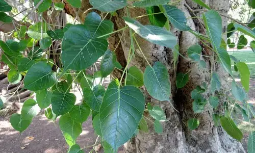 அரச மரத்தை சுற்றி வந்து வழிபடுவதற்கான ஆச்சர்ய காரணம் இது தானா?