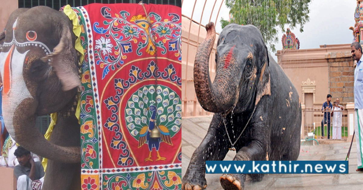 தகுந்த காரணம் இல்லாமல் கோவில் யானைகள் இடமாற்றம்: பா.ஜ.க போராட்டம்!