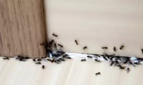 வீட்டில் கறுப்பு எறும்புகள் இருந்தால் பண வரவு என்பது உண்மையா?