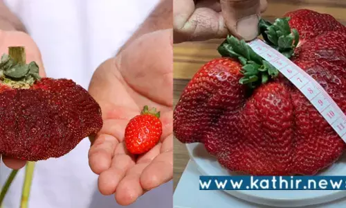 கின்னஸ் சாதனை புத்தகத்தில் இடம்: உலகிலேயே அதிக எடை கொண்ட ஸ்டாபெர்ரி!