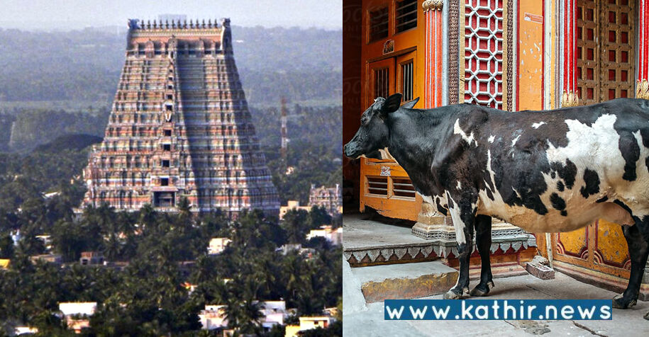 தமிழக கோயிலுக்கு தானமாக வழங்கும் மாடுகள் அடிமாட்டுக்கு விற்கும் அவலம்?