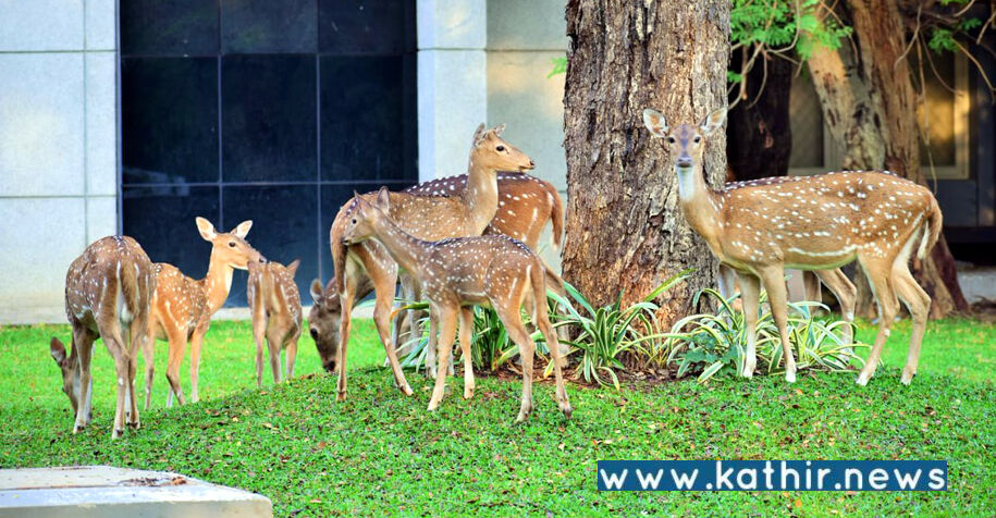 சென்னை ஐஐடி வளாகத்தில் மான்கள் உயிரிழப்புக்கு ஆந்த்ராக்ஸ் நோய் காரணமல்ல!