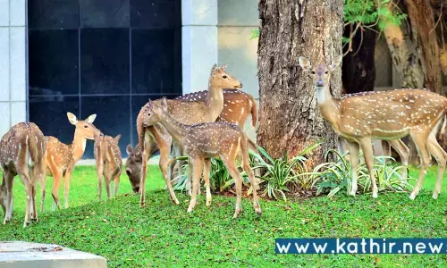 சென்னை ஐஐடி வளாகத்தில் மான்கள் உயிரிழப்புக்கு ஆந்த்ராக்ஸ் நோய் காரணமல்ல!