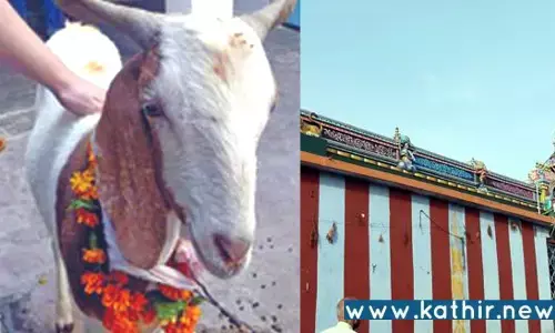 கோயிலுக்கு நேர்த்திக்கடன் விட்ட ஆட்டை திருடிய வாலிபர் கைது!