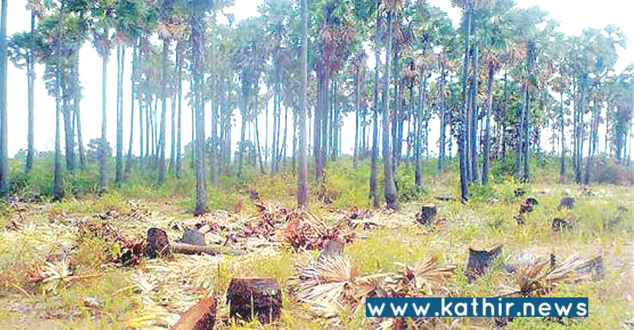 பனை மரங்களை சாய்த்து மணல் கொள்ளையில் ஈடுபடும் கும்பல்: கண்டு கொள்ளாத தி.மு.க. அரசு!