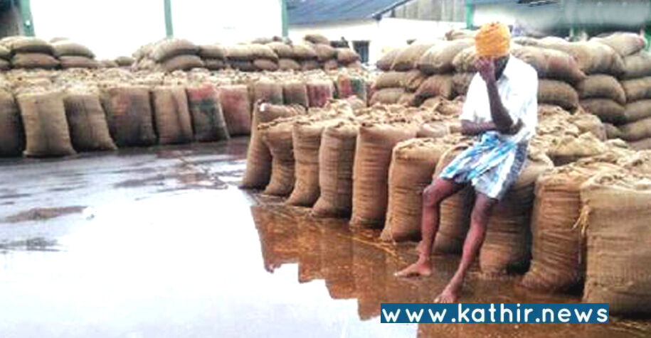 தி.மு.க. அரசின் அலட்சியம்: மழையில் நனைந்து 50,000 நெல் மூட்டைகள் நாசம்!