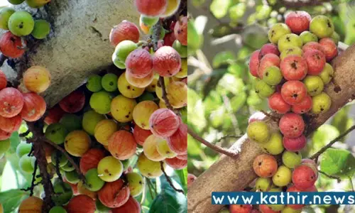 பல்வேறு மருத்துவ குணங்கள் நிறைந்திருக்கும் அத்தி மரம்!