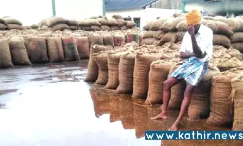 தி.மு.க. அரசின் அலட்சியம்: மழையில் நனைந்து 50,000 நெல் மூட்டைகள் நாசம்!