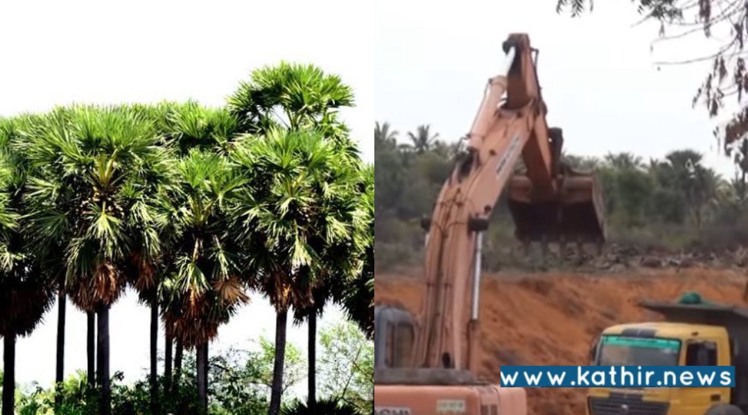 தூத்துக்குடி: 100க்கும் மேற்பட்ட பனை மரங்களை வேரோடு சாய்த்து நடைபெறும் செம்மண் மணல்  கொள்ளை! கண்டுகொள்ளாத அரசு அதிகாரிகள்!