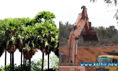 தூத்துக்குடி: 100க்கும் மேற்பட்ட பனை மரங்களை வேரோடு சாய்த்து நடைபெறும் செம்மண் மணல்  கொள்ளை! கண்டுகொள்ளாத அரசு அதிகாரிகள்!