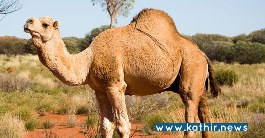 தமிழகத்தில் சட்டவிரோதமாக ஒட்டகங்கள் பலியிடுவதை தடுக்க வேண்டும்: தி.மு.க. அரசுக்கு உயர்நீதிமன்றம் உத்தரவு!