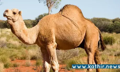 தமிழகத்தில் சட்டவிரோதமாக ஒட்டகங்கள் பலியிடுவதை தடுக்க வேண்டும்: தி.மு.க. அரசுக்கு உயர்நீதிமன்றம் உத்தரவு!