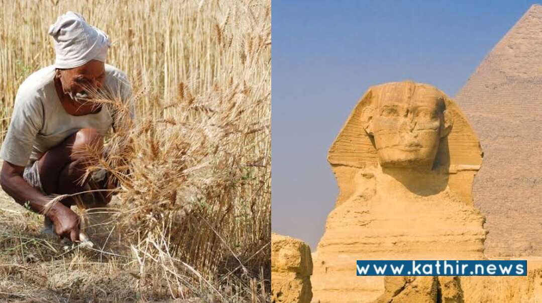 வையகத்திற்கு அன்னமிடும் பாரதம்! இந்திய கோதுமைகளை இறக்குமதி செய்ய எகிப்து அரசு முடிவு!