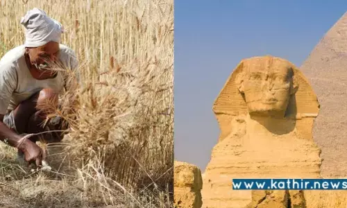 வையகத்திற்கு அன்னமிடும் பாரதம்! இந்திய கோதுமைகளை இறக்குமதி செய்ய எகிப்து அரசு முடிவு!