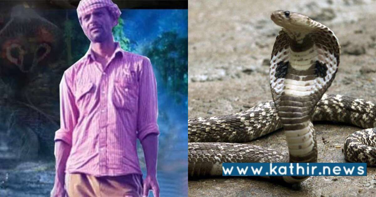 சினிமா பாணியில் தன் ஜோடியை கொன்றவரை 7 முறை தாக்கிய பாம்பு