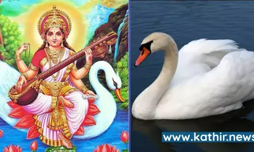 கல்வியின் அதிபதியாம் கலைவாணிக்கு அன்னப்பறவை வாகனமாக இருப்பது ஏன்?